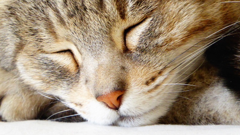 chat, animal themes, domestic animals, mammal, animal, vertebrate, whisker, snout, tabby, animal eye, close-up, indoors, one animal, gatto, eyes closed