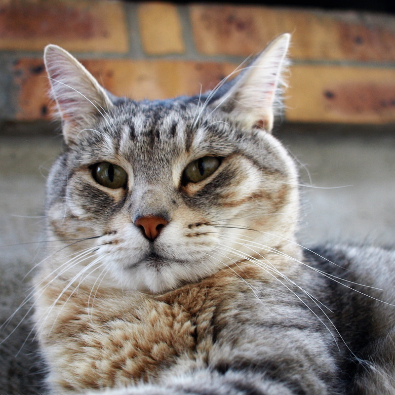 focus on foreground, 2K, no people, domestic, portrait, pets, domestic animals, one animal, whisker, mammal, gattona, animal eye, domestic cat, yellow eyes