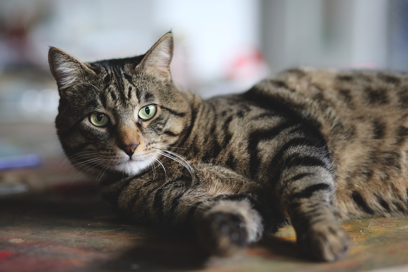 nature, tabby, photo, pet, laying, black, selective, tiger, gatto, nose, domestic animals, one animal, home, kitten, wooden, silver, green, feline, brown