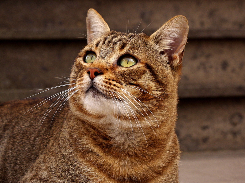 european shorthair, looking, calico cat, cute, mammal, animal eye, close-up, looking away, tabby, nature, gatto soriano, animalia, animal themes, snout