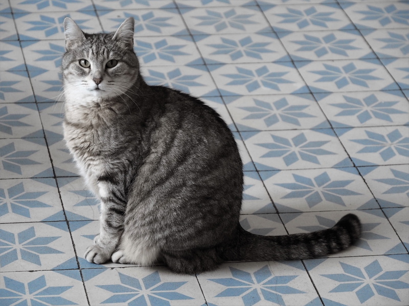 pets, gatto, 4K, sitting, no people, micio, indoors, whisker, tile, vertebrate, feline, mammal, chat, relaxation, flooring, domestic, domestic cat, gatta