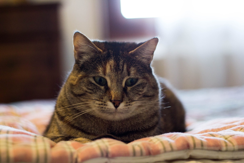 domestic animals, animal themes, no people, mammal, animal, one animal, pets, veneto, furniture, cane, close-up, animal head, italy, whisker, domestic room