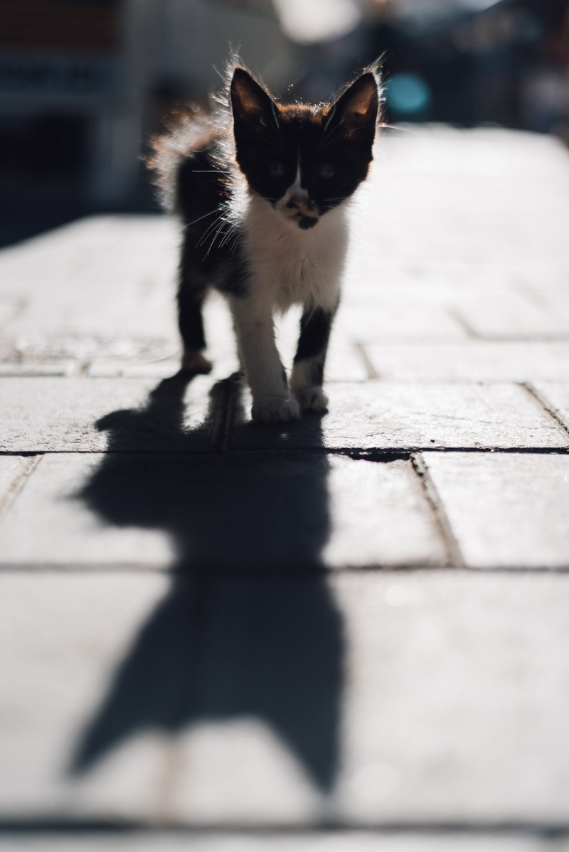 path, no people, whisker, domestic, cuteness, gatto, pet, cute, footpath, cat, mammal, manx, pets, pavement, portrait, sunlight, flooring, day, feline
