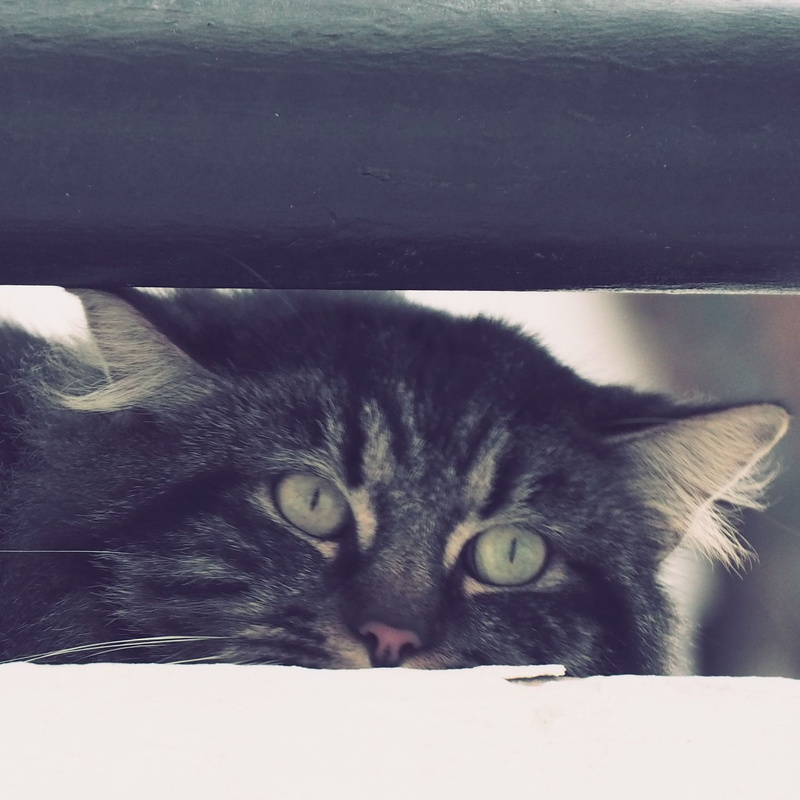 cat, whisker, chat, close-up, yellow eyes, pets, animal body part, relaxation, looking at camera, 1080P, mammal, domestic, domestic cat, portrait, no people