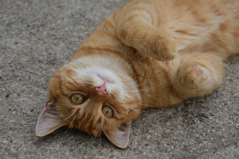 feline, cat, domestic animals, looking at camera, dog, Red Cat, 5K, vertebrate, animal head, animal, close-up, animal themes, lying down, domestic cat