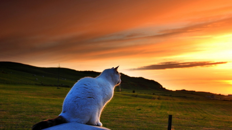 gatto, nature, fence, 1080P, field, sunset, Lawn, mood, bokeh, animals, cat