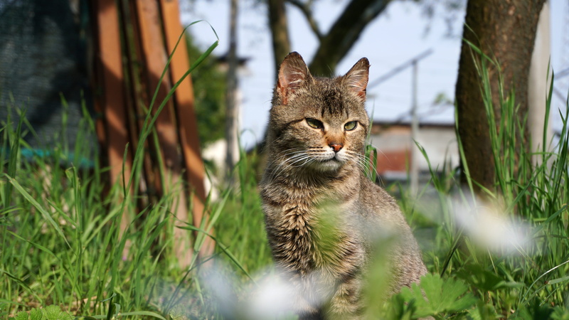 @libertà, pet, potted plant, herbal, day, manx, domestic, growth, animal, @cat, nature, one animal, @nature, tabby, @liberty, plant, vase, vertebrate, pets