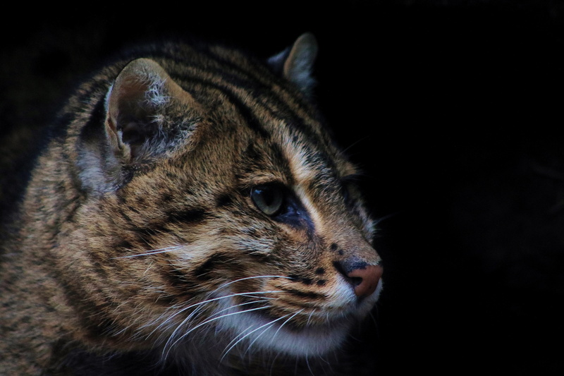 wild cat, kot Rybolov, fishing cat, 5K, predator