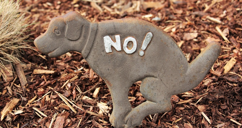 high angle view, animal, bed, representation, sign, chips, nature, no people, ban, wood, plant part, kot, shield, day, communication, text, creativity