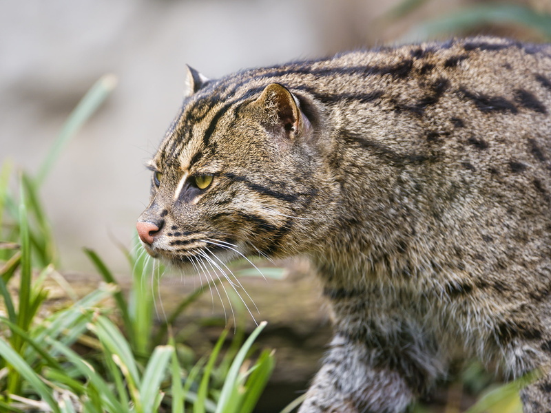 ©Tambako The Jaguar, 1080P, angler, kot Rybolov, cat, fishing cat
