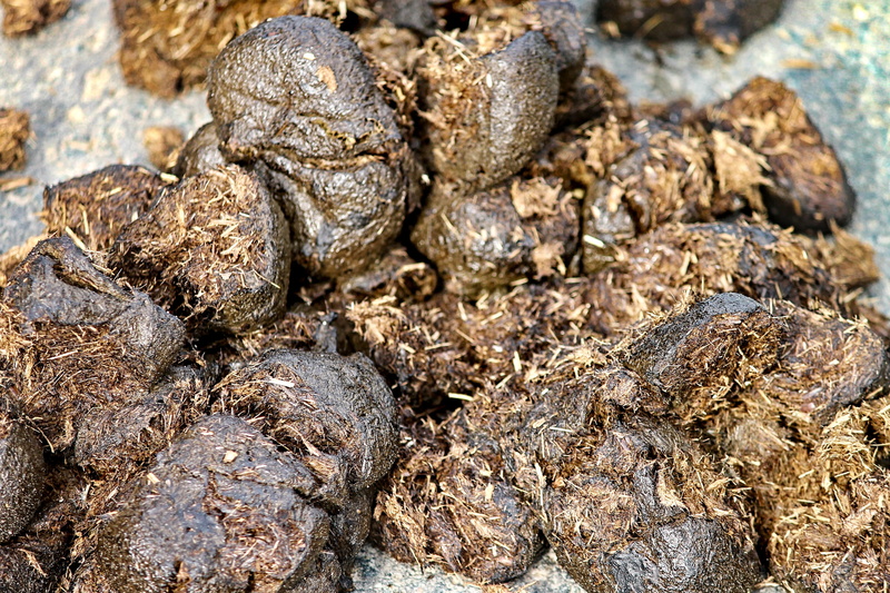 horse apples, horse manure, market, agriculture, 4K, food, group of animals, high angle view, animal themes, no people, wellbeing, animal wildlife, full frame