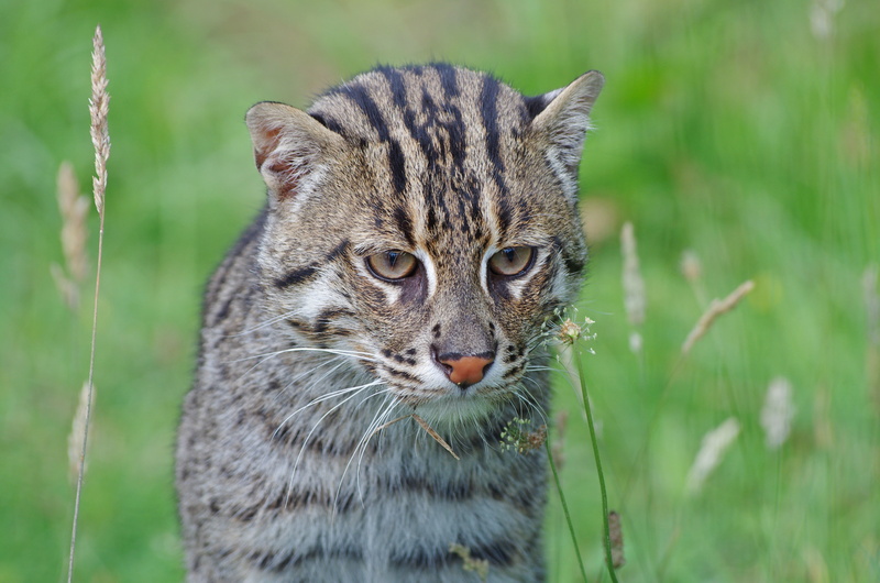 4K, fishing cat, muzzle, predator, kot Rybolov, wild cat