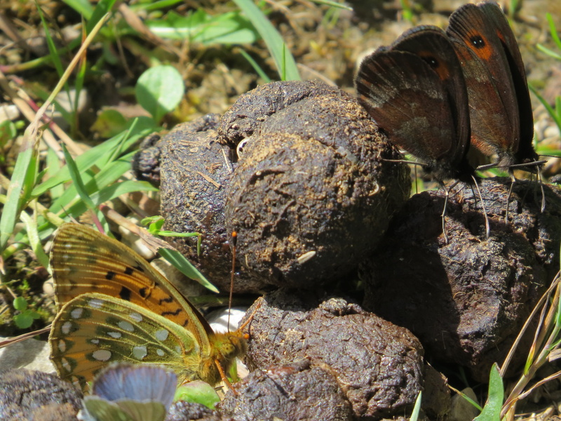 butterflies, kot, animal, alpine, rock, field, day, shell, no people, rock - object, green color, nature, outdoors, focus on foreground, plant part, grass
