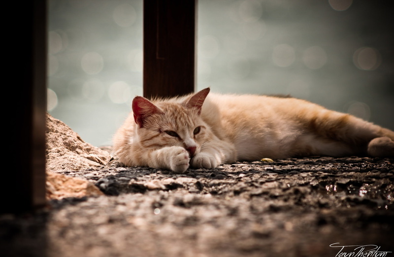 selective focus, hair, ginger cat, short, 1080P, animal themes, domestic animals, mammal, napping, domestic, hd, one animal, resting, relaxation, kedi