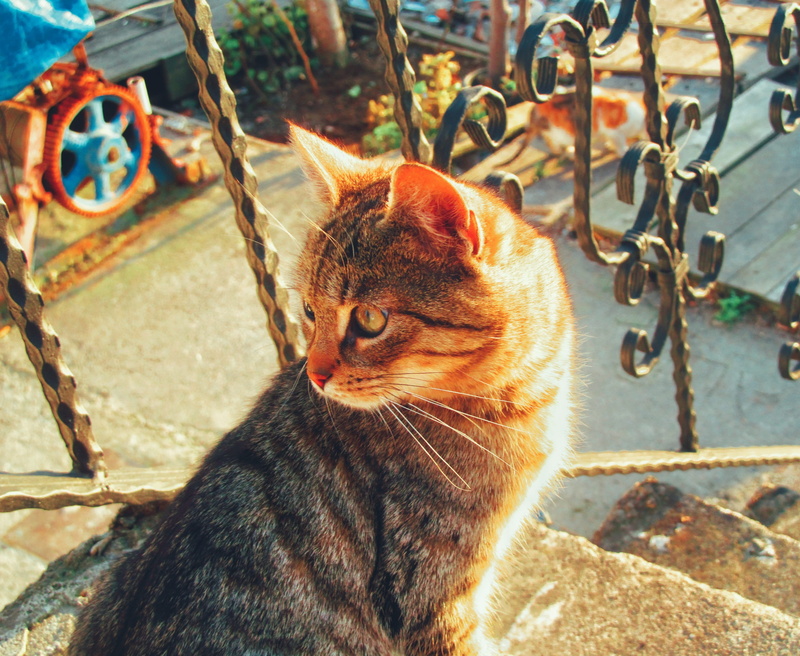 looking, day, close-up, cat, nature, pets, no people, sitting, domestic cat, domestic, animal head, mammal, domestic animals, relaxation, animal themes