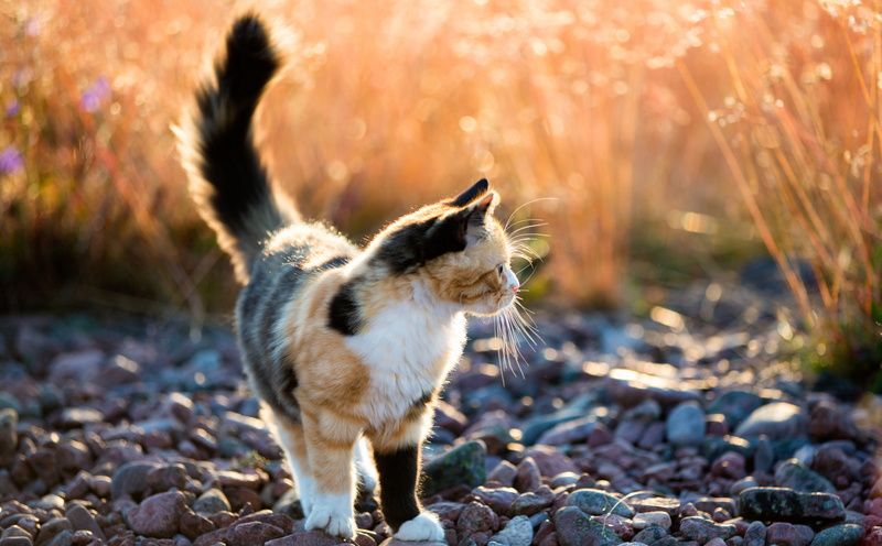 outside, sverige, notmycat, canoneos5dmarkiii, kramfors, norrfallsviken, kitten, canonef70200mmf28lisiiusm, vasternorrland, Sweden, 5K, vasternorrlands