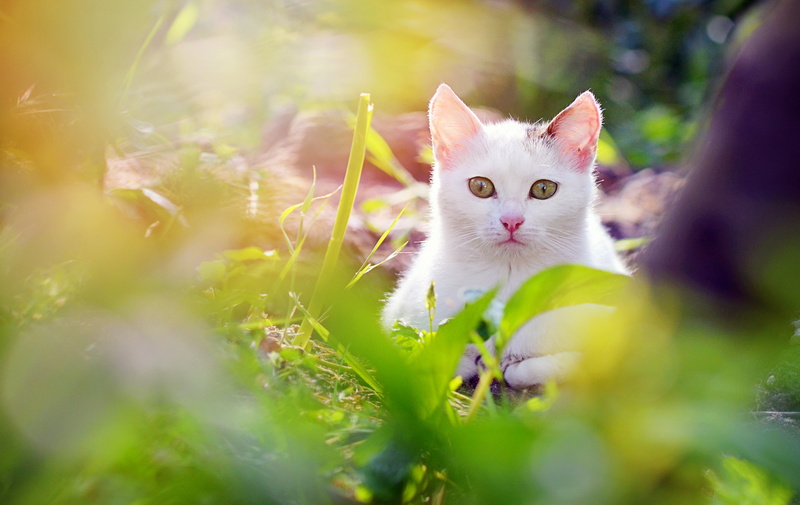 white cat, gato, 4K, ak, ankara, animal, beyaz, karadeniz, blur, katze, sinop, Türkiye, domestic Animals, kedi, dslr, andaç, yeşil, cat, glance, outdoor
