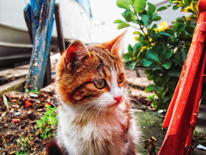 animal head, ginger cat, focus on foreground, kedi, animal themes, one animal, no people, mammal, close-up, pets, cat, domestic, nature, looking, cute