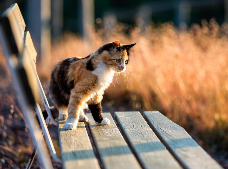 katt, vertebrate, domestic animals, one animal, animal, f28l, notmycat, vasternorrlandslan, norrfallsviken, mammal, vasternorrland, Animals, canon, looking