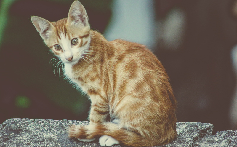 no people, cat, looking, mammal, domestic cat, domestic, whisker, kedi, close-up, animal themes, focus on foreground, one animal, animal, vertebrate, looking away