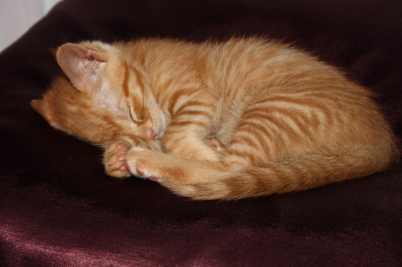 whisker, one animal, baby cat, feline, peaceful, relaxation, lying down, domestic animals, cat, pet, resting, 4K, domestic, animal themes, spain, tabby