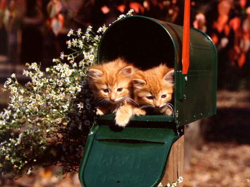animal, animals, art, cat, kitten, 480P, hd, hello, cats, gato