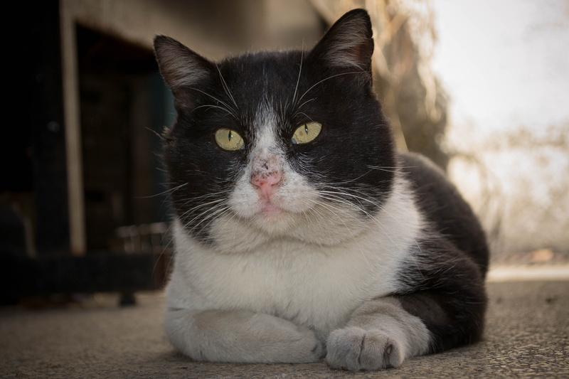 animal, meow, pets, domestic cat, feline, gato, mammal, relaxation, front view, looking at camera, focus on foreground, domestic animals, cute, close-up