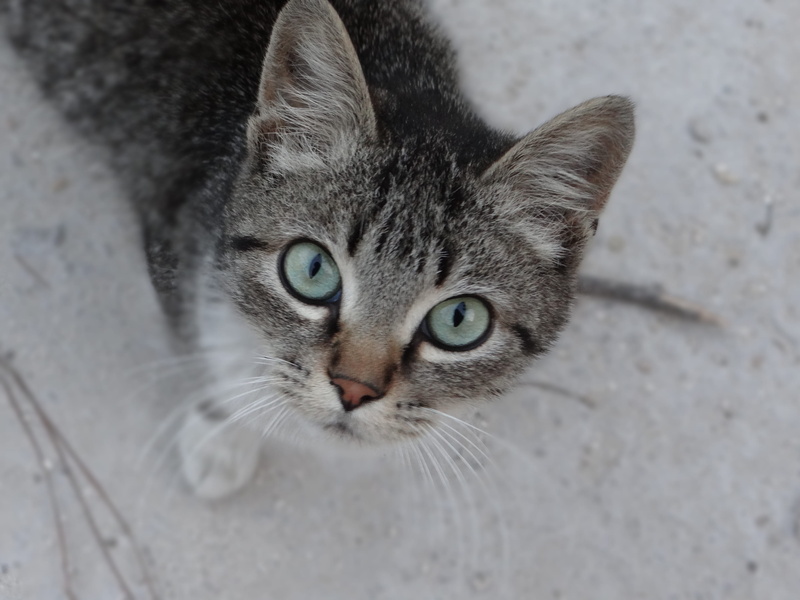 feline, pets, mirada, gato, one animal, animal, whisker, looking at camera, snout, day, animal body part, domestic cat, animal eye, eye, domestic animals