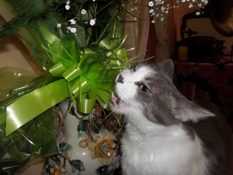 animals, canela, travesura, gato, adorno, flores, 1080P