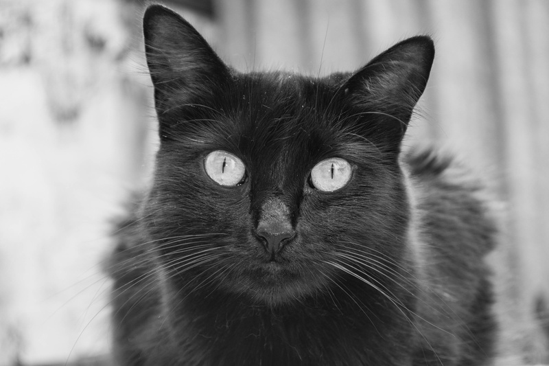 kitten, one animal, meow, Cute, vertebrate, feline, domestic, an, Gato, eye, 4K, Kitty, Animal, Pet, focus on foreground, whisker, yellow eyes, Cat, looking at camera