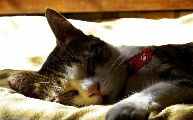 gato, gams, gata, sleepy, animals, durmiendo, sleeping, duerme, time, summer, 2K, sleep, keep, gabegams