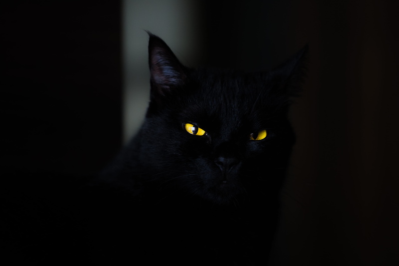 copy space, feline, closeup, mammal, indoors, animal head, scary, domestic animals, animal themes, no people, 5K, yellow eye, one animal, black, black background