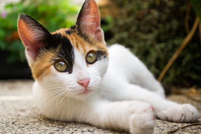 gato, funny, ground, looking at camera, one animal, lying, looking, 4K, relaxation, filhote, brown, domestic, daytime, kitten, animal body part, close