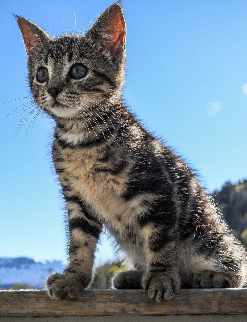 sun, kitty, black, clear sky, summer, sweet, small, focus on foreground, tabby, looking away, cat, animal, mammal, feline, fur, outdoors, kitten, outdoor