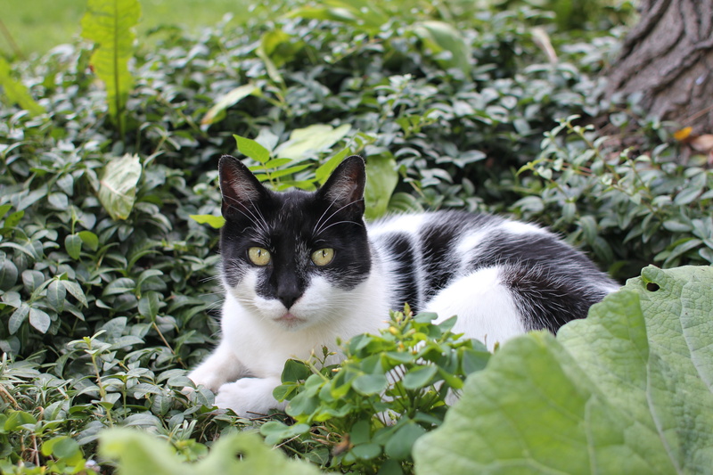 outdoors, green color, plant part, hair, stare down, looking at camera, kitten, resting, animal themes, domestic Cat, one animal, no people, cat, white