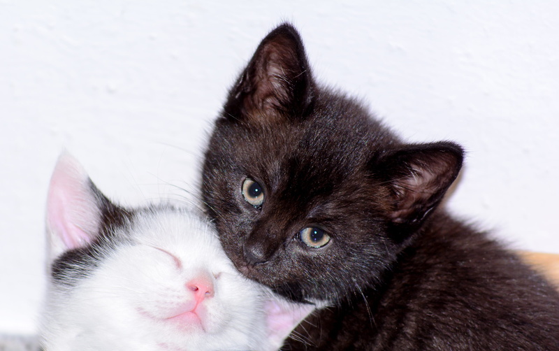 purry, whisker, domestic, 4K, cuddly, black white, blissful, close, mammal, animal head, two, warm, animal, baby kitten, domestic cat, looking, kitten