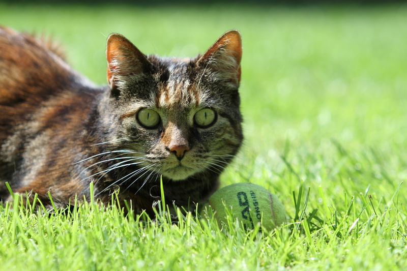 grass, lying Down, fur, outdoors, looking at camera, portrait, pet, cat, pets, ball, domestic, white, green Color, tortoise shell, one animal, cats, near