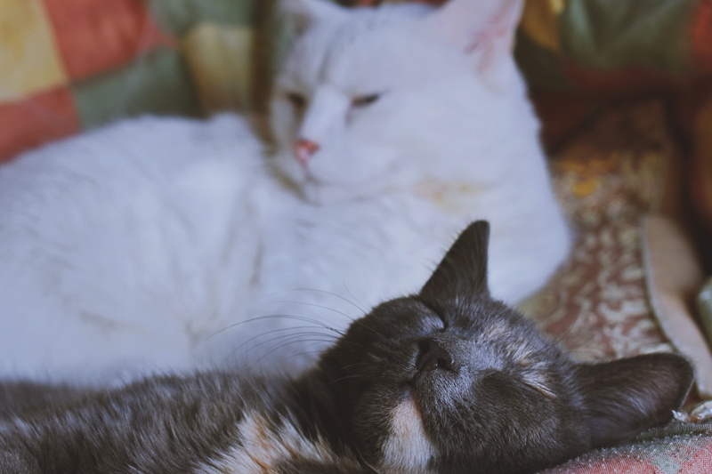 mammal, vertebrate, resting, tabby, portrait, eyes closed, fur, sleeping, furniture, cat, little, feline, relaxation, whiskers, one animal, domestic cat
