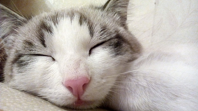 cute, mammal, photo, eyes closed, looking, relaxation, kitten, white, napping, animals And Pets, whisker, animal body part, sleeping, resting, black, cat