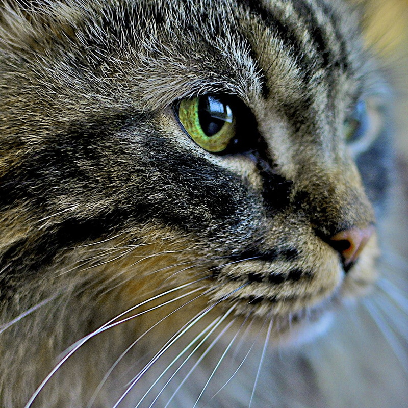 shallow, cat, daytime, domestic Cat, pets, mammal, photography, animal Eye, cats, nature, tabby, Siberian, face, whisker, 480P, tabby cat, Taiga, close-up