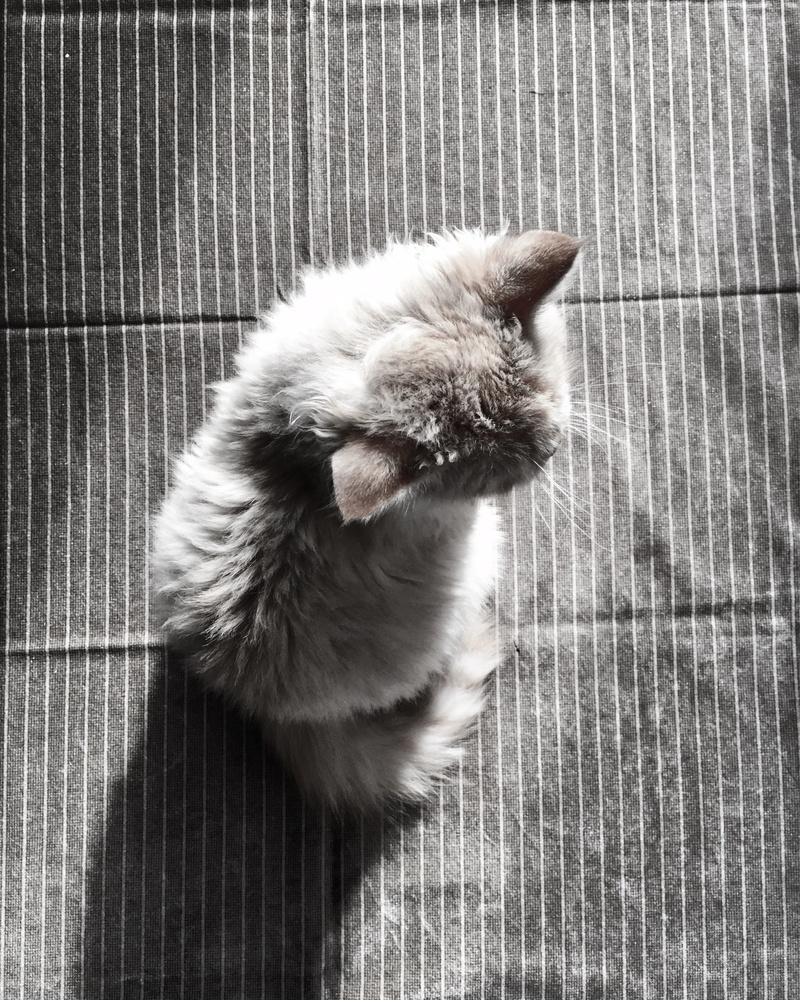 hair, adorable, domestic animals, grey, tabby, one animal, kitten, curiosity, indoors, floor, whisker, looking, pet, full length, no people, pets, mammal