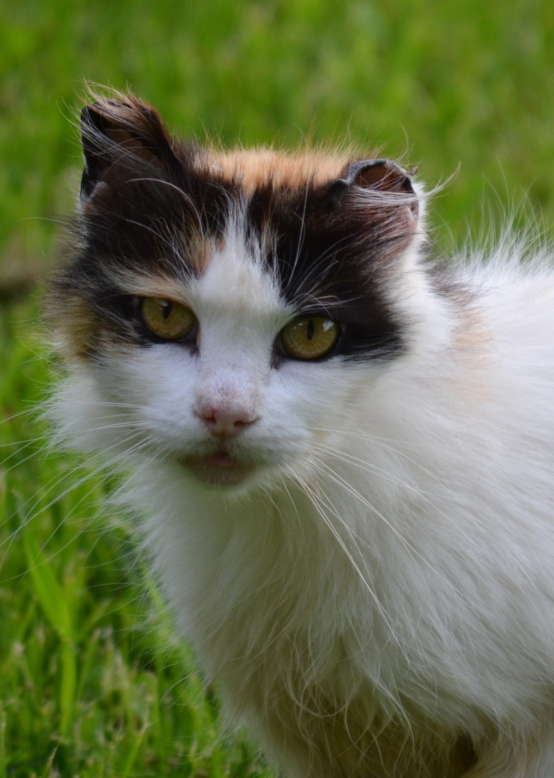 close, calico, animal, kitten, field, portrait, green grass, barn cat, mammal, green, feline, black, nature, kitty, short, snout, animal eye, heartwarming