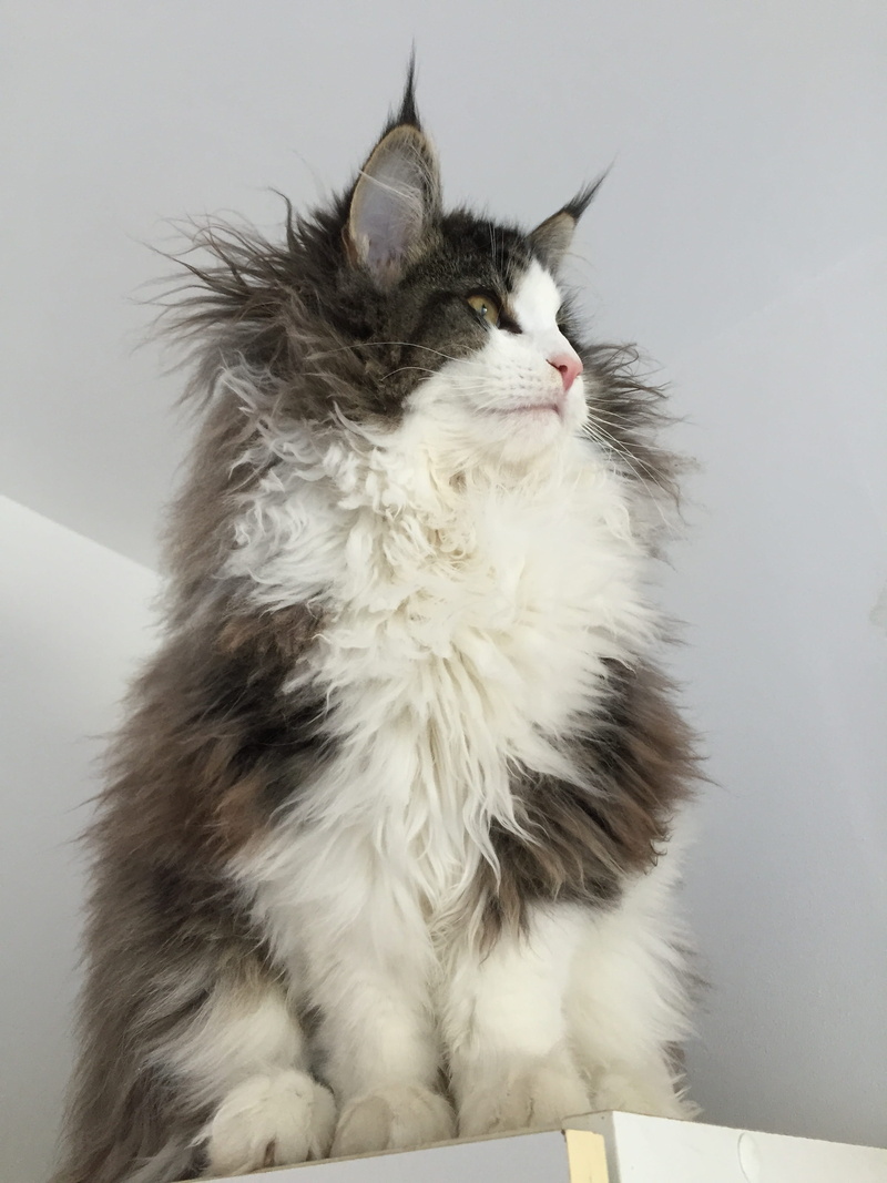 chat, cat, maine coon cat, poils longs, gris, blanc, hair, surface, wooden, domestic cat, whisker, domestic, looking away, feline, one animal, fur, photo