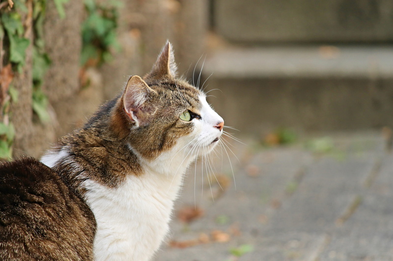 pets, wildlife photography, attention, no people, vertebrate, one animal, face, brown, striped, cat, cat fur, Kitten, curious, mouth open, mammal, close
