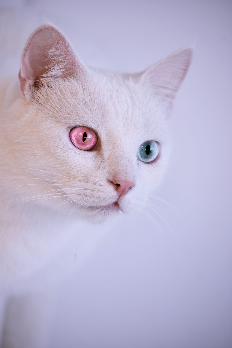 one animal, cat face, cute, looking, 5K, feline, whiskers, whisker, cat, persian cat, mammal, pets, kitten, kitty, animal photography, domestic cat, photography