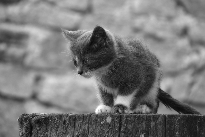 feline, gray scale, animaux, gray, white cat, Pixy, monochrome, nature, black, wood, animal, pet  animal, brown, white, cat  chat, cat, cute, fauna, panasonic
