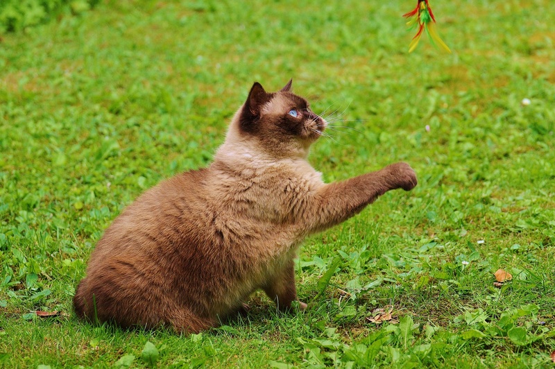 animals in the wild, outdoors, fur, cat, plant, green, british shorthair, nature, dear, domestic, no people, focus on foreground, mammal, sitting, sweet
