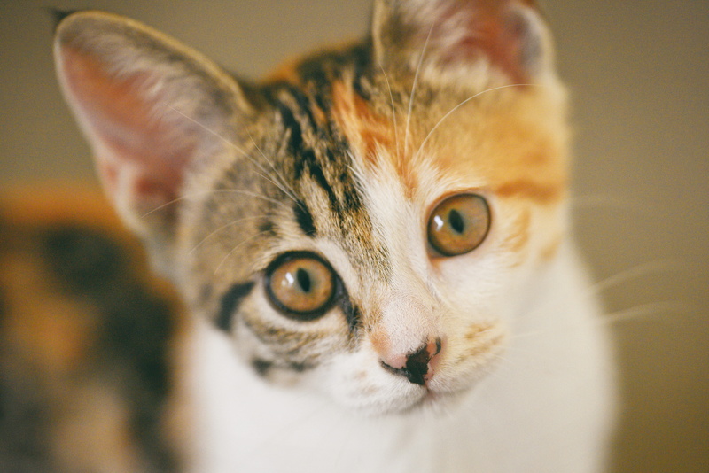 animal themes, tabby, portrait, close, white, indoors, brown, close-up, cats eyes, cat face, feline, adorable, cat, domestic animal, whiskers, cute, domestic animals
