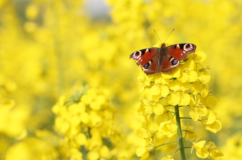 yellow, phort, Inachis io, peacock  butterfly, peacock, animal, butterfly, schmetterling, petaled, springtime, insect, european  peacock, io, summer, Peacock Butterfly
