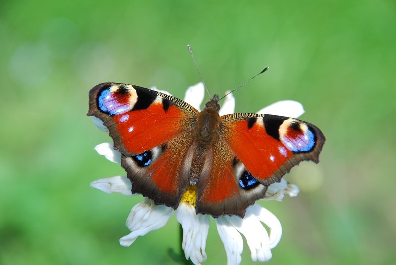 insect, butterfly, animal wildlife, fragility, coloured, beauty In Nature, macro, petal, invertebrate, no people, multi Colored, animal, animal themes
